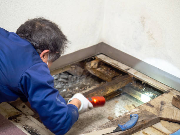 Best Mold Removal Process  in Black Creek, WI