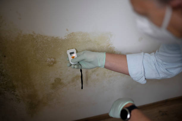 Mold Removal Process in Black Creek, WI