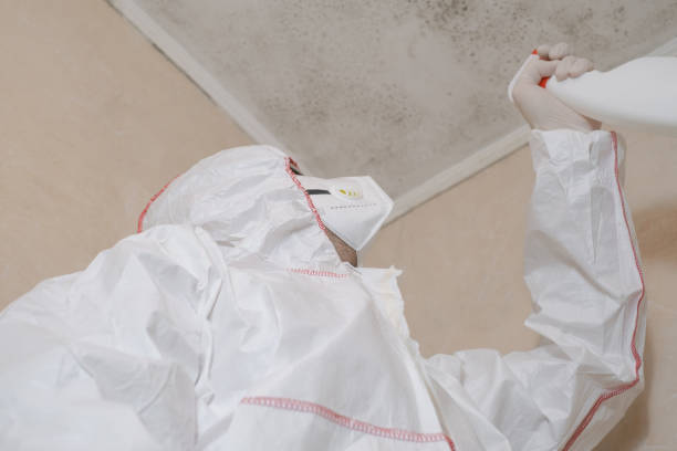 Best Mold Damage Repair  in Black Creek, WI