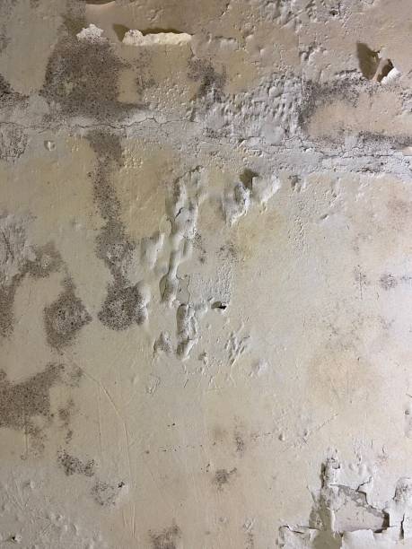 Best Office Mold Removal Services  in Black Creek, WI