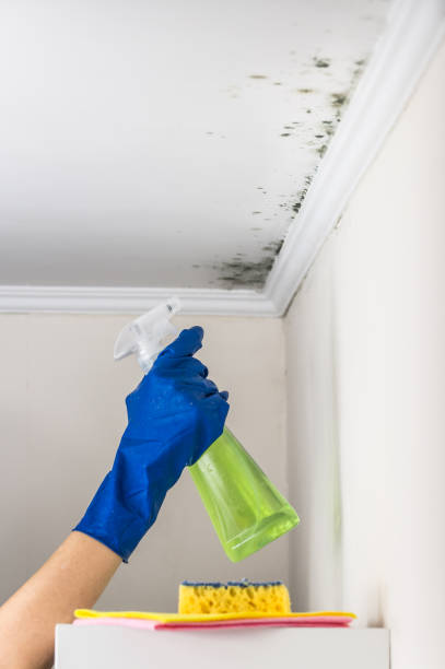 Best Mold Testing  in Black Creek, WI